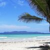 Philippines, Palawan, Baras beach, palm