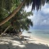Seychelles, Mahe, Pointe Au Sel beach, palms