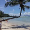Thailand, Phangan, Beck's beach, palm over water