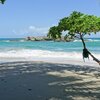 Trinidad, Paria Bay beach, tree