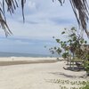 Honduras, Playa De Peru beach, trees