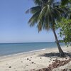 Philippines, Palawan, Kingki beach, palm