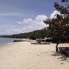 Philippines, Palawan, Roxas beach, tree