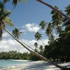 Samoa, Upolu, Secret Beach, palm over water