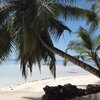Seychelles, Mahe, Au Cap beach, palm