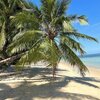 Thailand, Phangan, Pirate Beach, palm