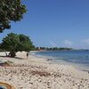 USVI, St. Croix, Frederiksted beach, tree