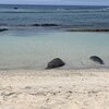 Hawaii, Makalawena beach, seals