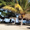 Honduras, Rio Esteban beach, palm