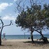 Indonesia, Lesser Sunda, Sumbawa, Baba Wadu beach, tree