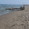 Italy, Veneto, Rosolina Mare beach, fallen tree