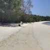 Thailand, Phangan, Haad Yao beach, trees