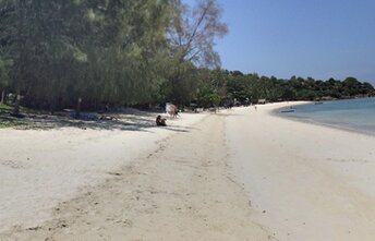 Thailand, Phangan, Haad Yao beach, trees