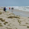 Tunisia, Djerba, Sidi Mahrez beach, algae