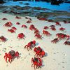 Christmas Island, Ethel beach, red crabs