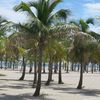 Florida, Key Biscayne, Crandon Park beach, palms