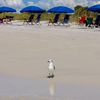 USA, Florida, Caladesi island, beach, wet sand