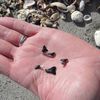 USA, Florida, Venice beach, shark teeth