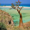 Yemen, Socotra island, Detwah beach, bottle tree