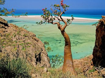 Yemen, Socotra island, Detwah beach, bottle tree