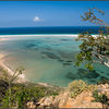 Yemen, Socotra island, Detwah beach, tree