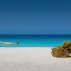 Yemen, Socotra island, Shouab beach, boat and tree