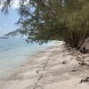 Bahamas, Andros, Mangrove Cay beach, trees