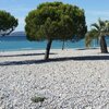 France, French Riviera, Cagnes-sur-Mer beach, trees