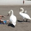 France, French Riviera, Cousteau beach