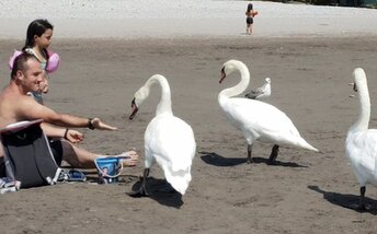 France, French Riviera, Cousteau beach