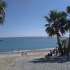 France, French Riviera, Cousteau beach, palms
