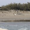 Italy, Veneto, Pellestrina beach