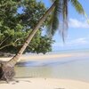 Palau, Babeldaob, Choll beach, palm over water