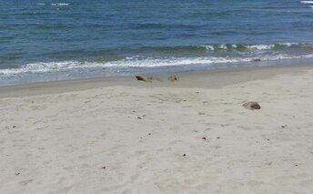 Panama, Rio Guazaro beach