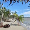 Philippines, Palawan, Coopers beach, palms