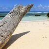 Seychelles, Silhouette, Baie Cipailles beach, snag