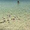 Vietnam, Phu Quoc, Starfish Beach, clear water