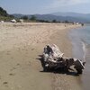 Греция, Пляж Сикия, коряга