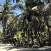 Панама, Пляж Камаронсито, пальмы