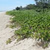 Samoa, Upolu, Lotofoga beach, ivy