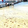 Vietnam, Phu Quoc, Starfish Beach 2, star fishes