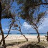 Rodrigues, Grande Anse beach, trees