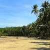 Vietnam, Chu Lai, Tam Hai Quan beach, palms