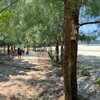 Vietnam, Hue, Loc Binh beach, trees