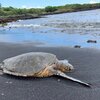 Hawaii, Punaluu beach, turtle