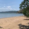 Indonesia, Lesser Sunda, Flores, Klumpang beach, tree