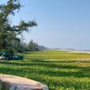 Vietnam, Hoai Tan, An Chuan beach, ivy
