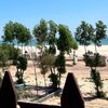 Oman, Al Ashkhara beach, trees