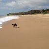 Australia, Mackay, Lamberts beach, wet sand