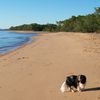Australia, Townsville, Balgal beach, dog